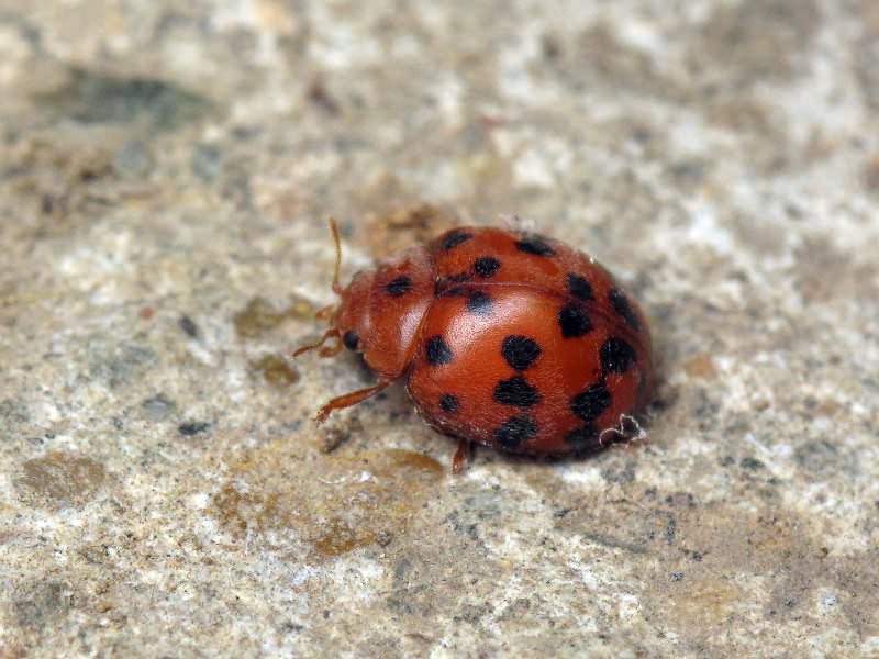 Subcoccinella vigintiquatuorpunctata (Linnaeus, 1758)